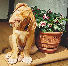 Bordeaux Pup