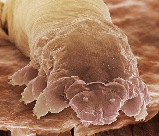 eyelashmite