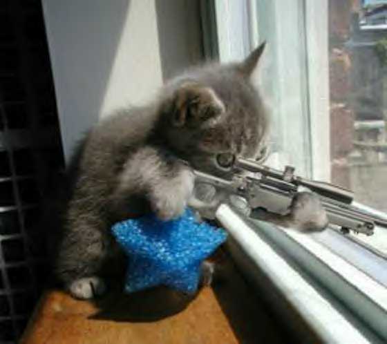 cat