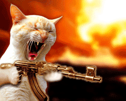 cat2