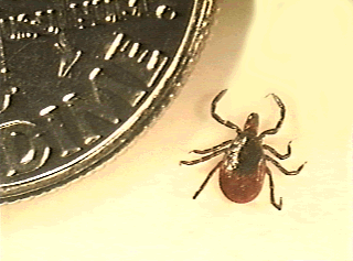 PIC OF TICK