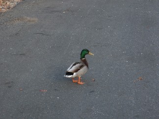 quack