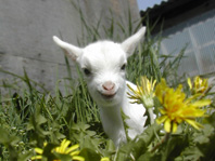 babygoat