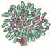 shrub