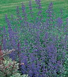Nepeta racemosa Walker's Low