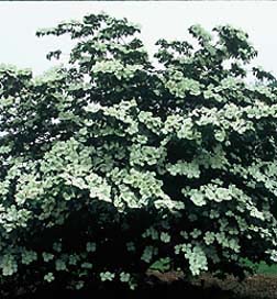 dogwood