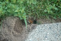 Bee/Wasp Picture