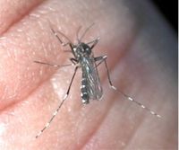 Asian Tiger Mosquito 