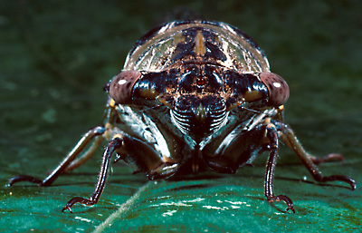 cicada