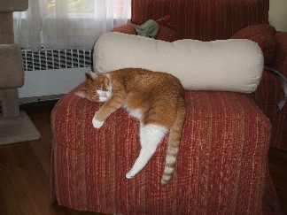 Al Sleeps