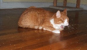 Al Yawns