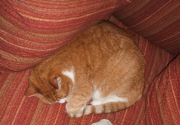 Al on Chair