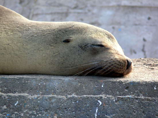 Sea Lion
