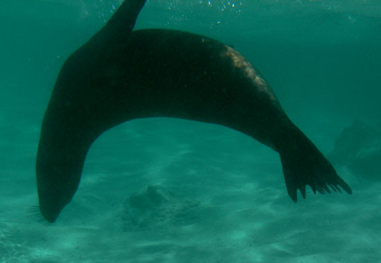 Sea lion underwater