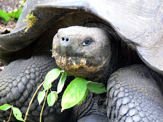 Tortoises