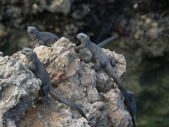 Marine Lizard
