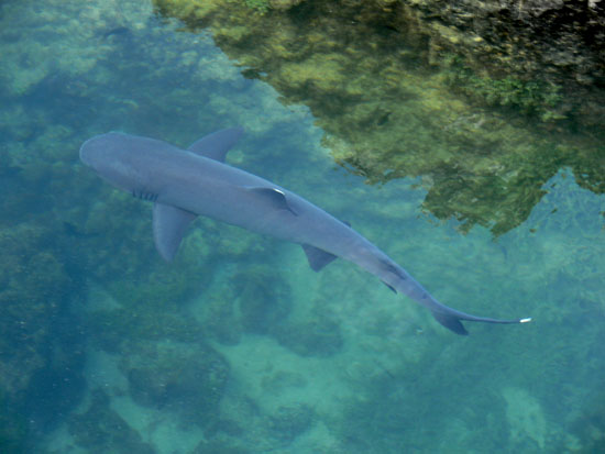 White tipped shark