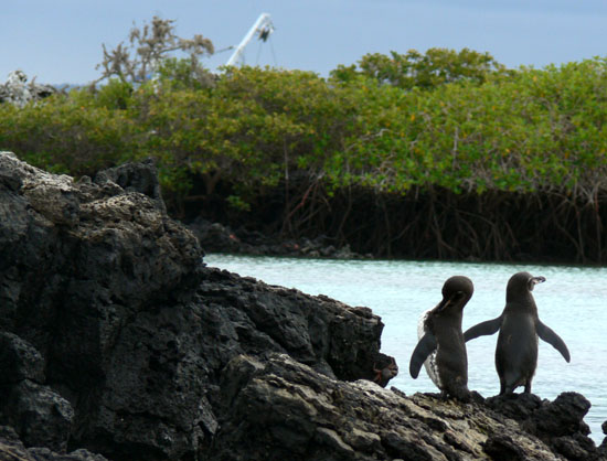 Penguins