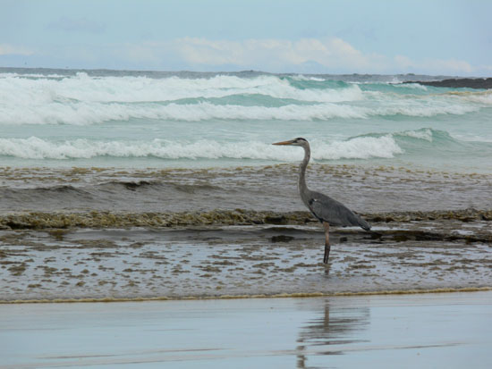 Heron