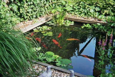 fish pond