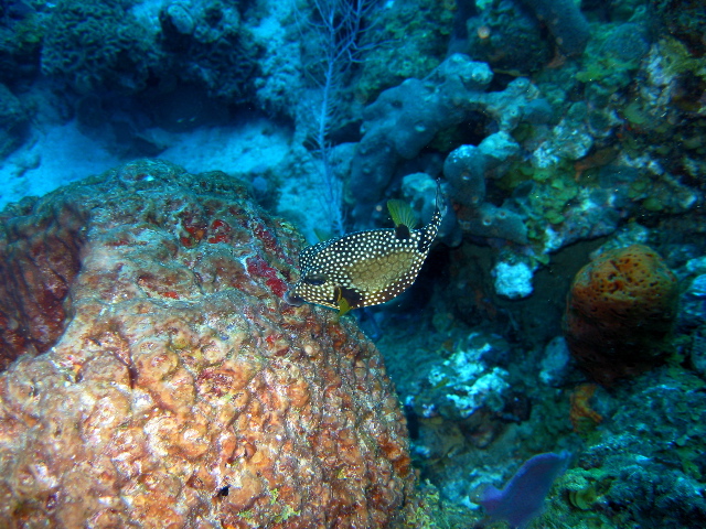 Smooth Trunkfish