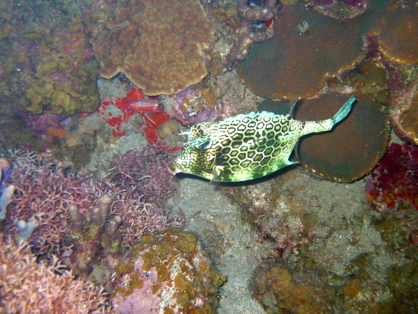 Honeycomb Cowfish