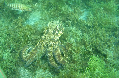 octopus