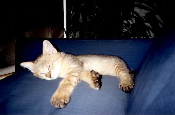 lilsnoozer