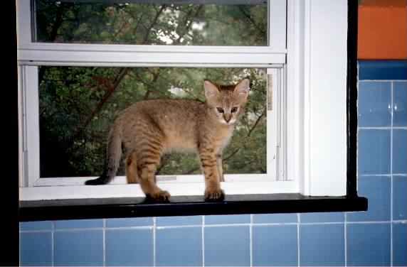 bathwindow