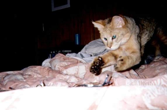 pounce