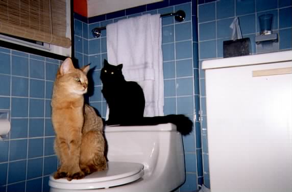 duo