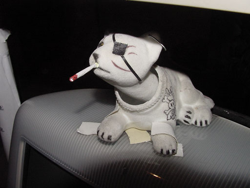 cat