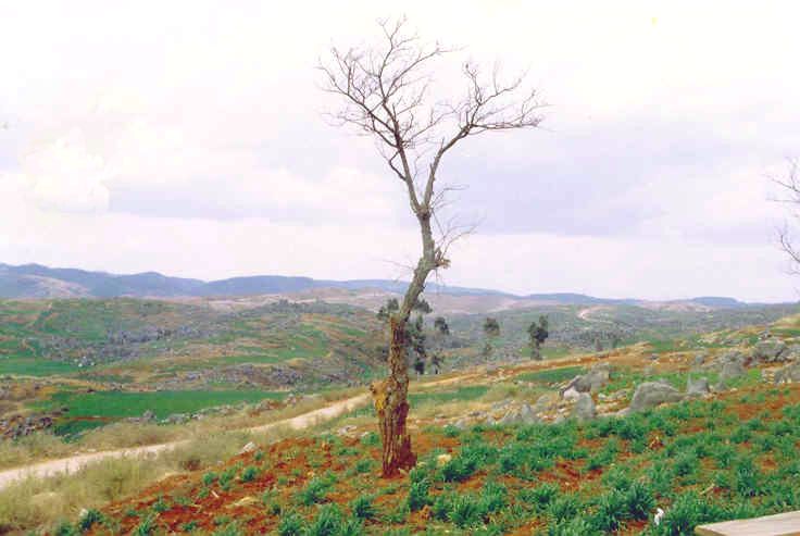 tree