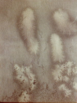 poa4