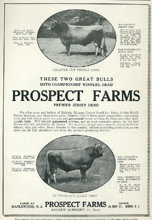Cow