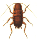 roach